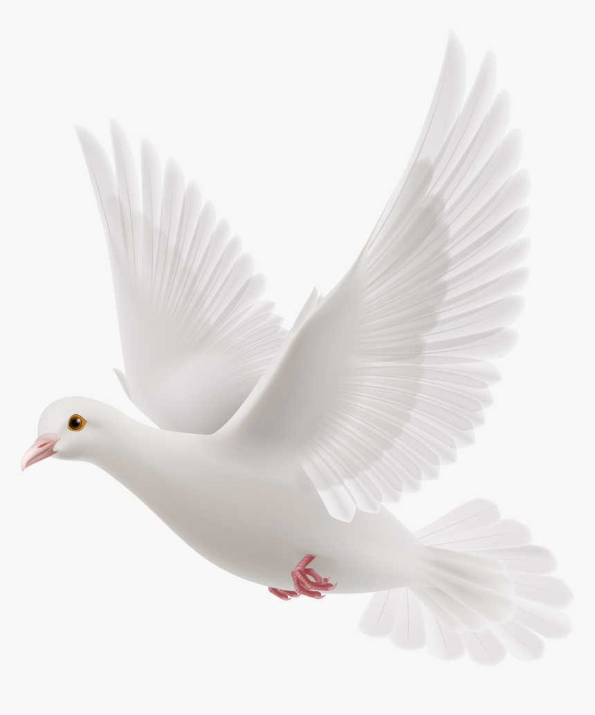 White Dove Png Clipart - Cow Png, Transparent Png, Free Download