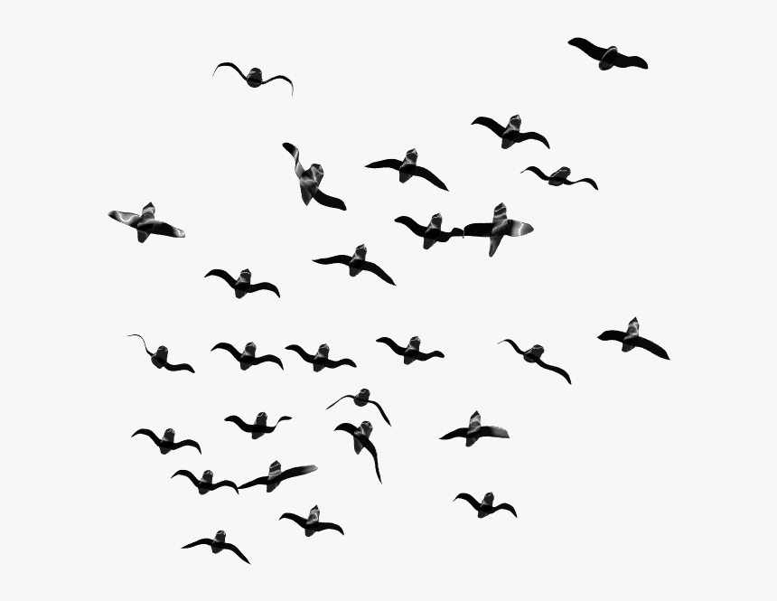 Now You Can Download Birds Transparent Png Image - Real Anchor Png, Png Download, Free Download
