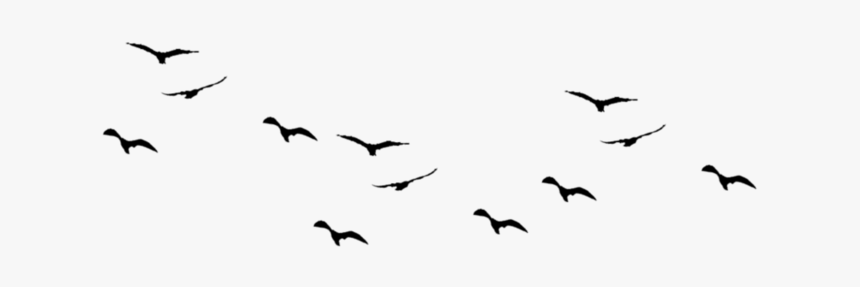 Bird Flight Swallow Silhouette Bird Flight - Cow Head Transparent Background, HD Png Download, Free Download