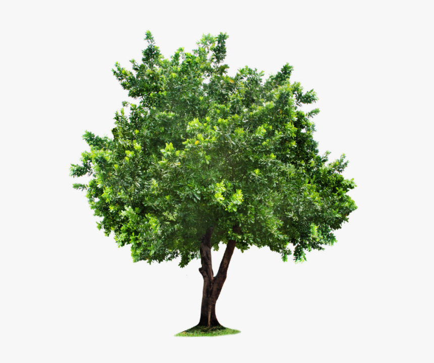 Tree Png Image - Tree Png For Photoshop, Transparent Png, Free Download