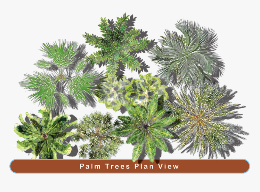 Garden Png Top - Palm Trees Png Top View, Transparent Png, Free Download