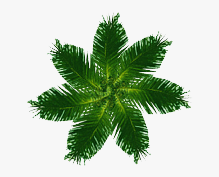 Palm Tree Plan View Png - Top View Trees Png Plan, Transparent Png, Free Download