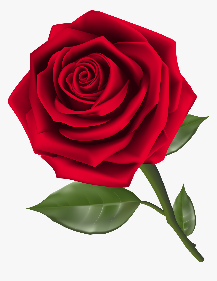 Beautiful Red Rose Png Clipart - Rose Clipart Transparent Background, Png Download, Free Download