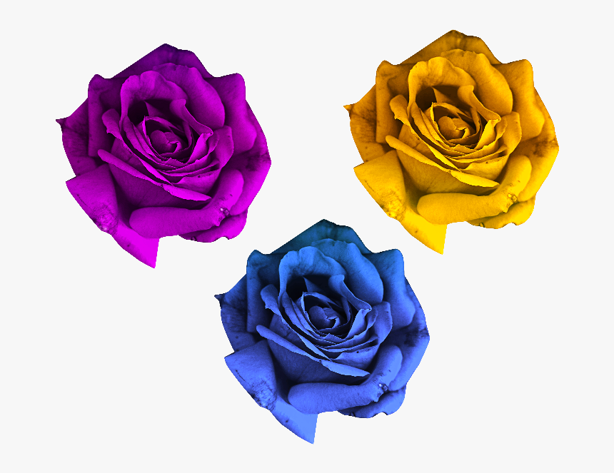 Rose Flowers Png Free - Rose Flowers Pics Png, Transparent Png, Free Download