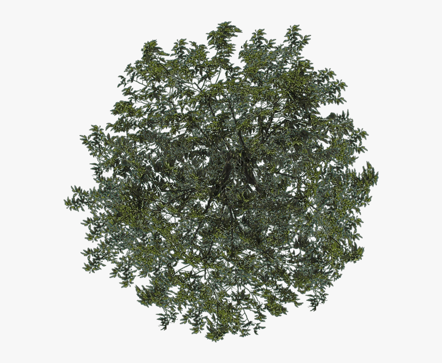 Photoshop Trees Plan Png - Transparent Background Trees Top View Png, Png Download, Free Download