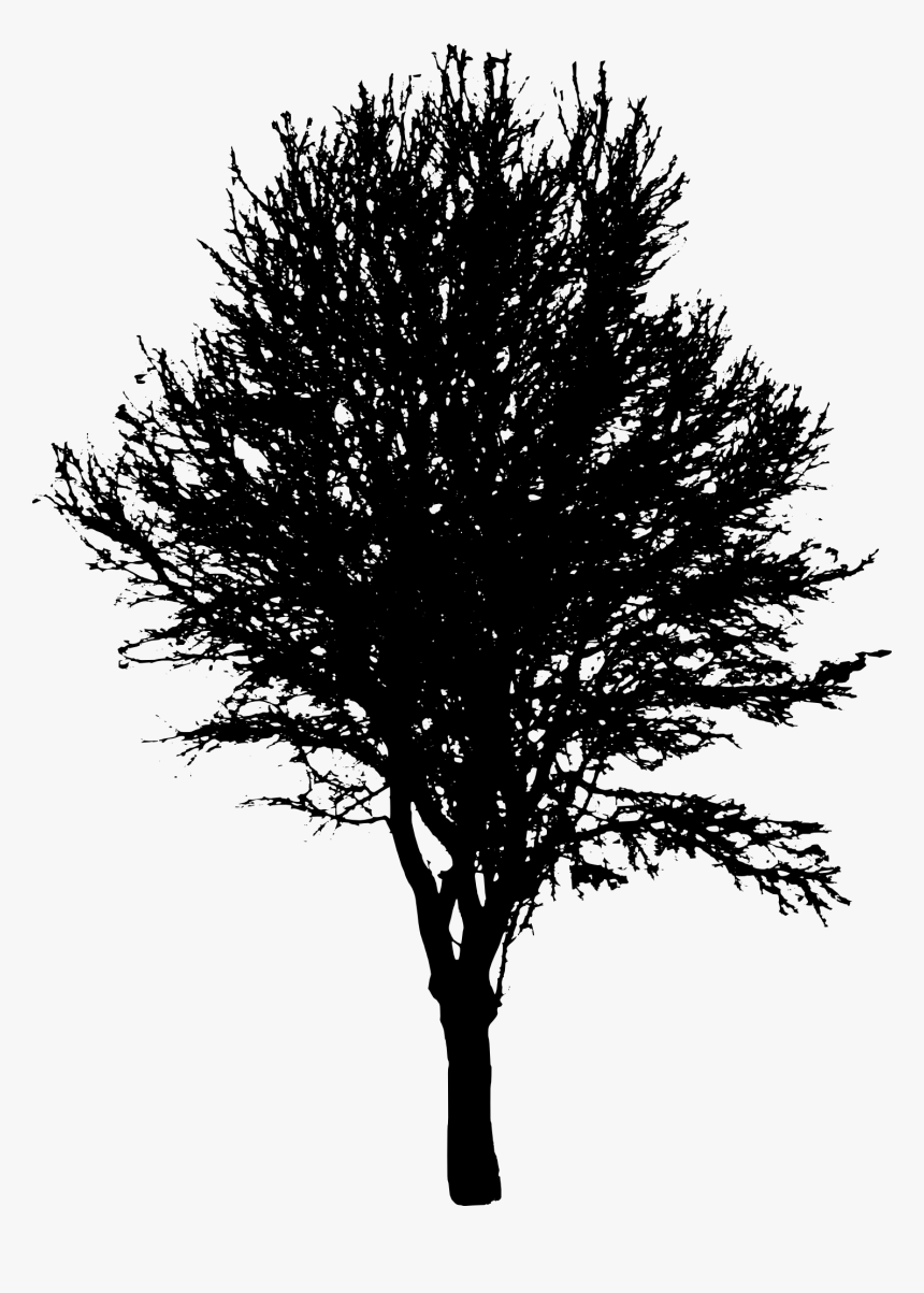 Tree Silhouette 2 - Transparent Silhouette Tree Png, Png Download, Free Download