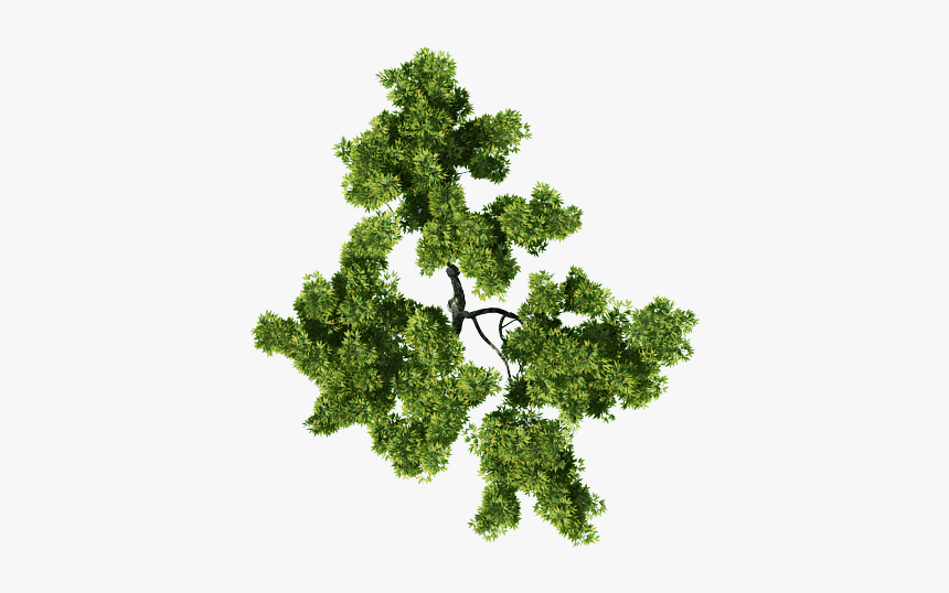 Tree Top View Png For Photoshop, Transparent Png, Free Download