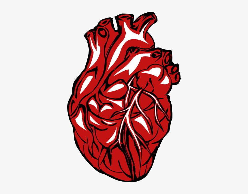 Real Heart Png Clipart - World Organ Donation Day 2019, Transparent Png, Free Download