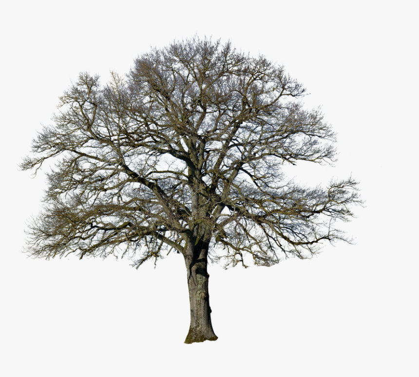 Tree, Without Leaves, Nature, Landscape, Isolated - Tree Without Leaves Png, Transparent Png, Free Download