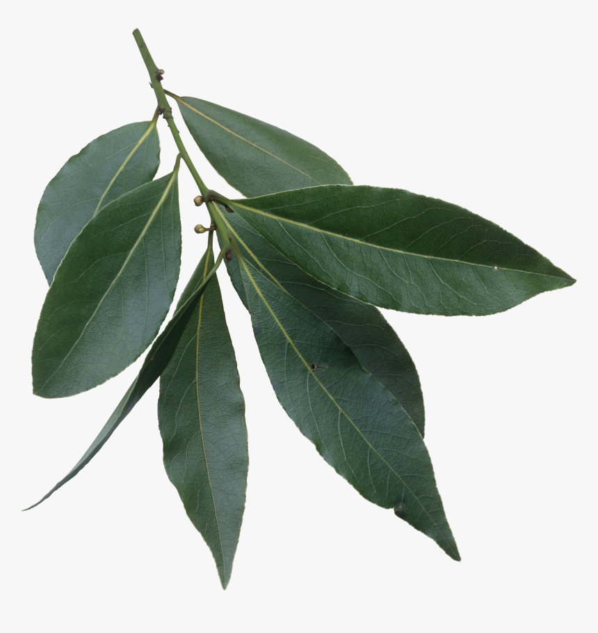 Laurus Nobilis Leaves - Evergreen Laurel Tree Leaves, HD Png Download, Free Download
