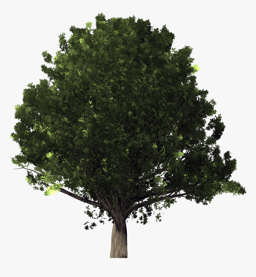 Tree,plant,woody Live Oak,flowering Plant,flower,oak - White Oak Tree Transparent Background, HD Png Download, Free Download