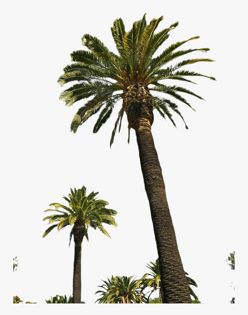 Palm Trees Portable Network Graphics Clip Art Transparency - Tall Palm Tree With Fruit, HD Png Download, Free Download