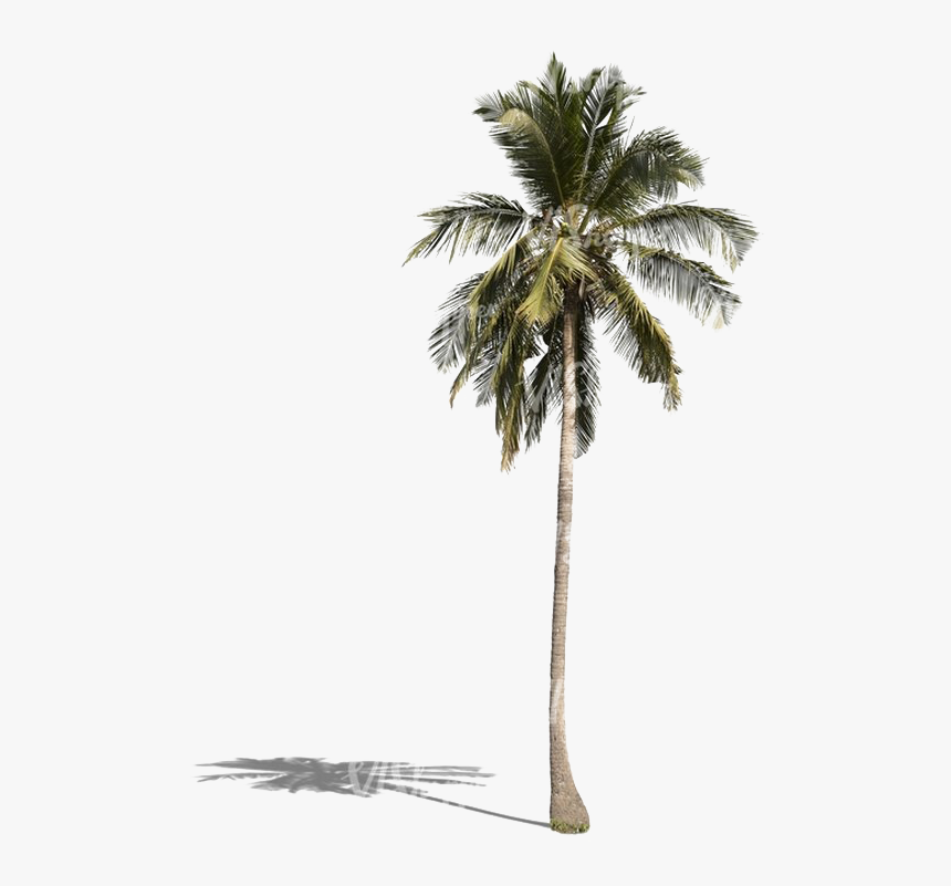 Palm Tree Png Download Image - Palm Tree Png, Transparent Png, Free Download