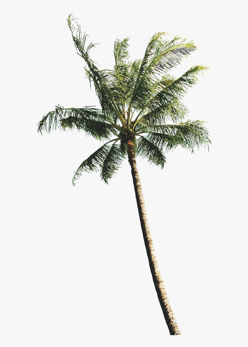 Coconut Tree Images Png, Transparent Png, Free Download