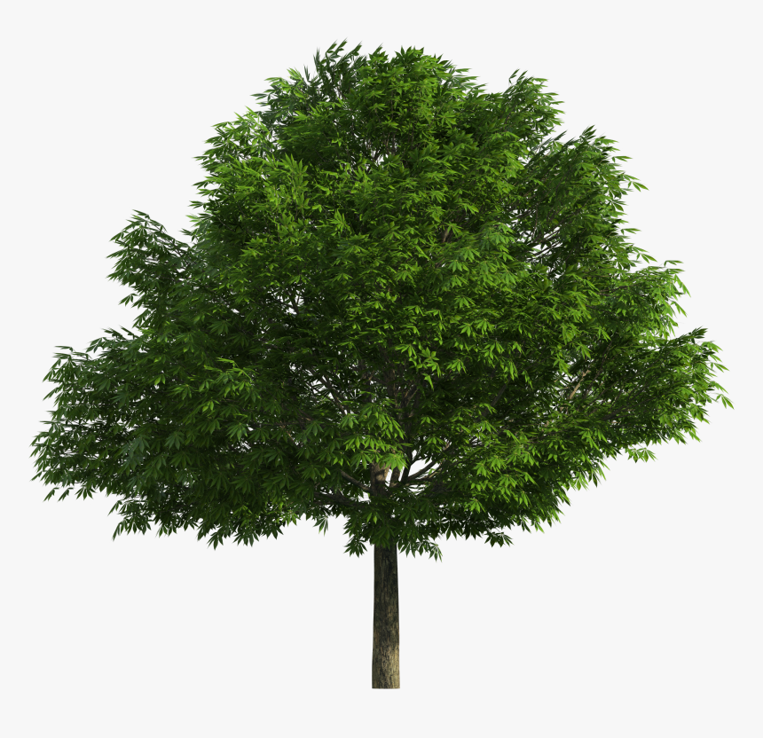 Realistic Tree Png Clip Art - Realistic Tree Tree Png, Transparent Png, Free Download