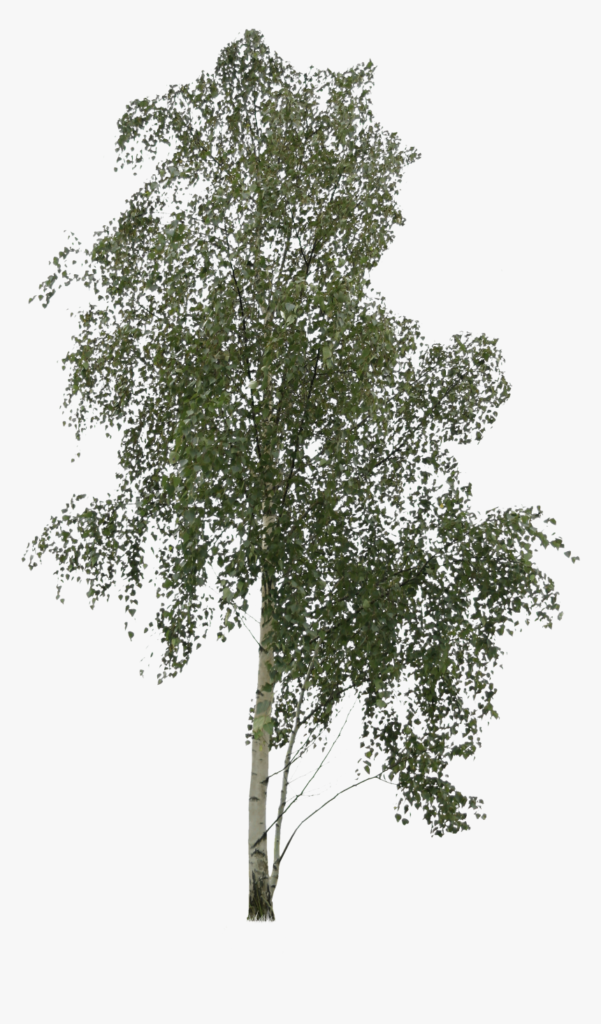 Transparent Trees Png Images - Transparent Birch Tree Png, Png Download, Free Download