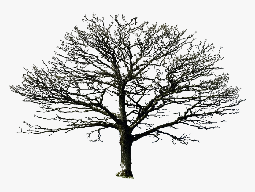 Dry Trees Png - Old Dry Tree Png, Transparent Png, Free Download