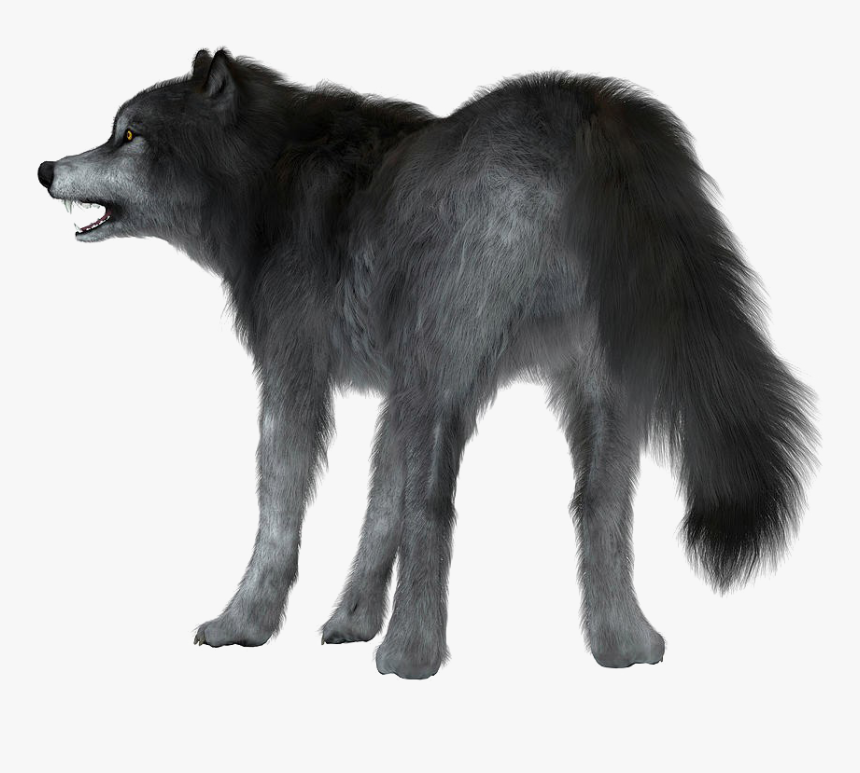 Wolf Png Photo Background - Wolf In White Background, Transparent Png, Free Download