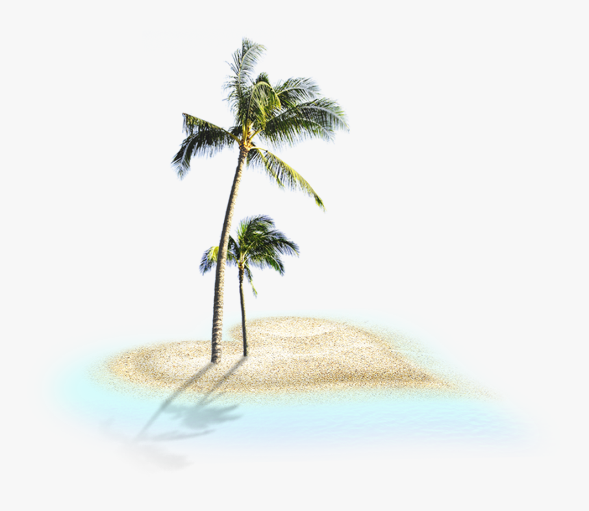 Coconut Trees - Coconut Trees Png, Transparent Png, Free Download