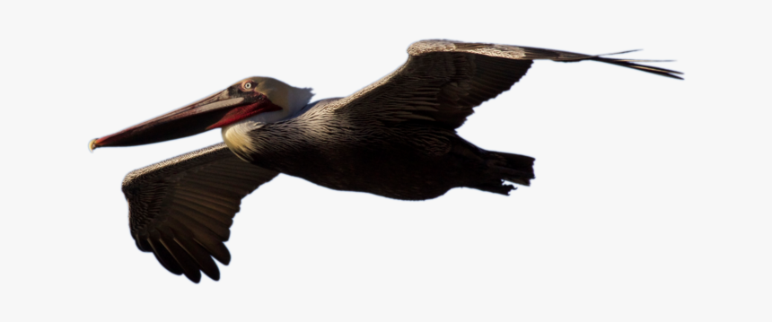 Flying Pelican Png Picture - Transparent Brown Pelican Flying, Png Download, Free Download