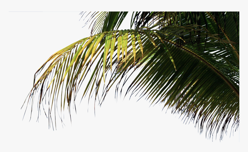 Palm Trees Beach Png, Transparent Png, Free Download