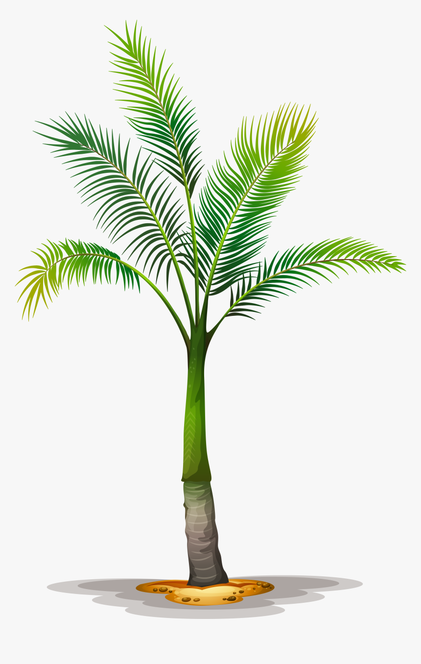 Date Palm Clipart Tropical Tree - Transparent Background Palm Oil Tree Png, Png Download, Free Download
