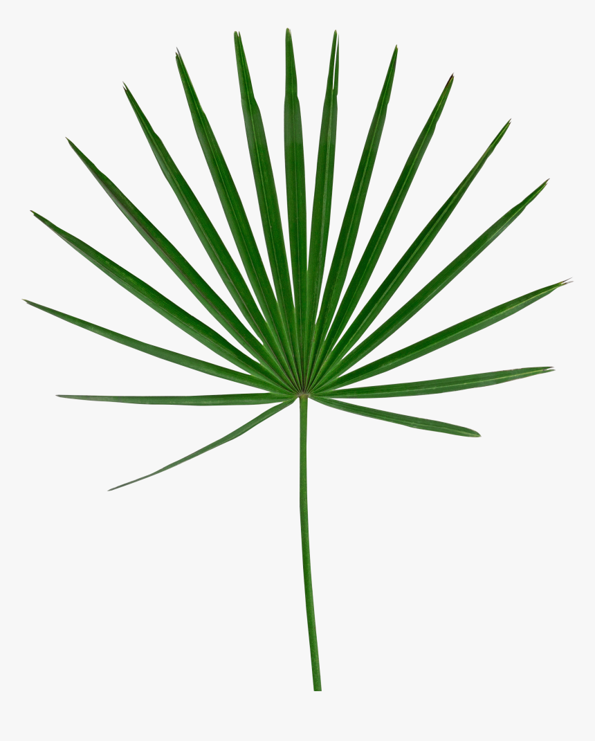 Transparent Palm Leaf Png, Png Download, Free Download