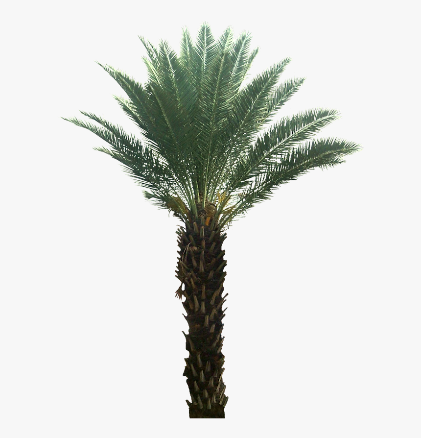 Transparent Date Palm Tree Clipart - Date Palm Tree Transparent Background, HD Png Download, Free Download