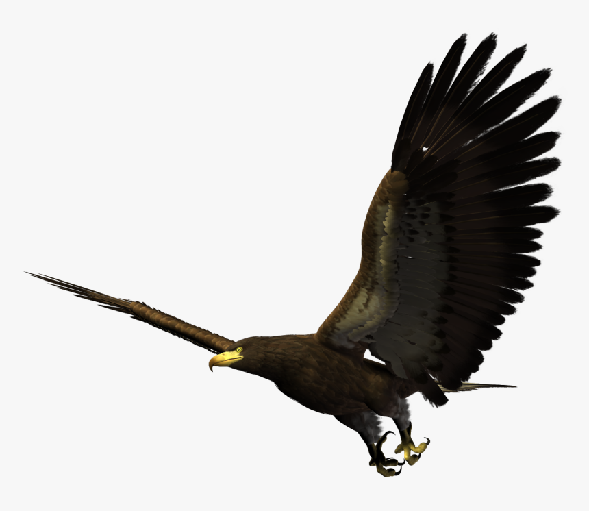 Hawk Flying Png, Transparent Png, Free Download