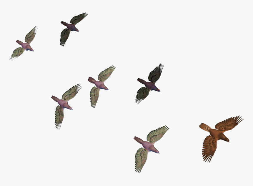 Transparent Crows Clipart - Flying Birds Images Hd Png, Png Download, Free Download