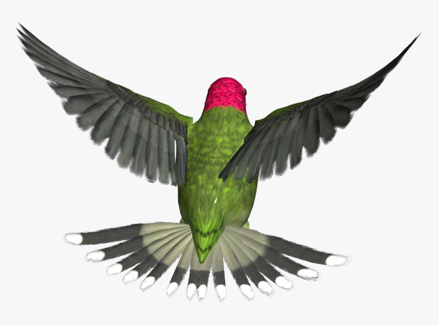 Bird Png - Flying Bird Gif Transparent, Png Download, Free Download