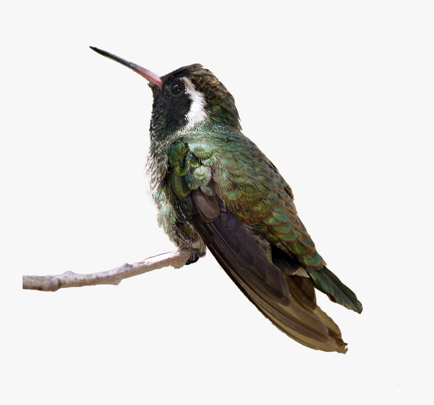 Flying Birds Png - Anna's Hummingbird Transparent, Png Download, Free Download