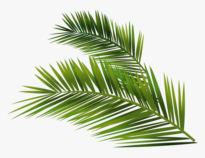 Leafs Vector Palm - Palm Leaf Vector Png, Transparent Png, Free Download