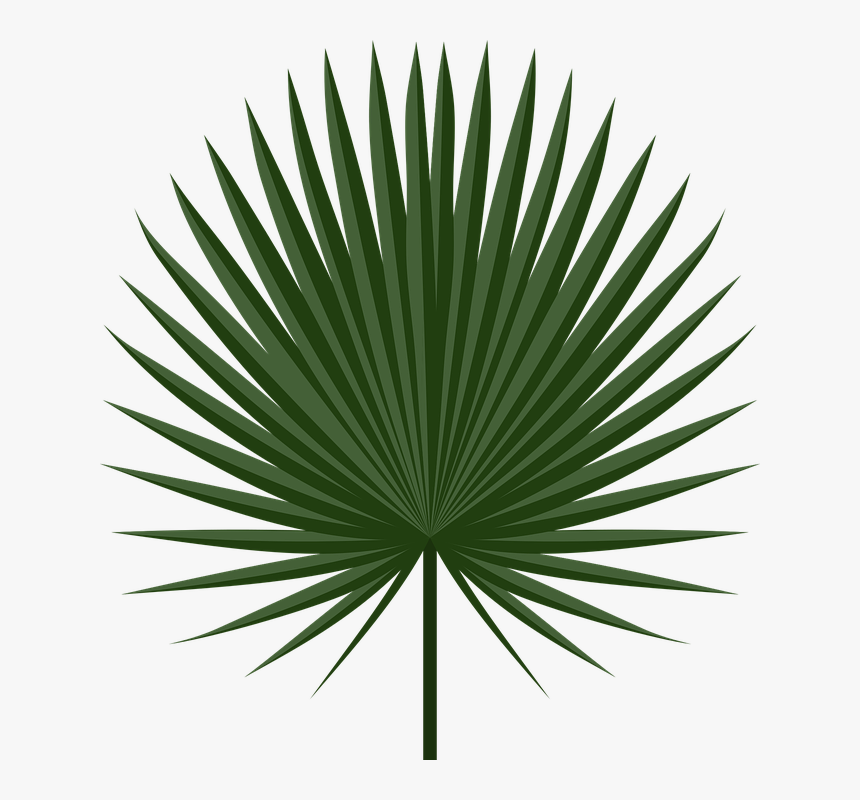 Holiday, Leaf, Palm, Plant, South, Tropic - Palm Leaf Png, Transparent Png, Free Download