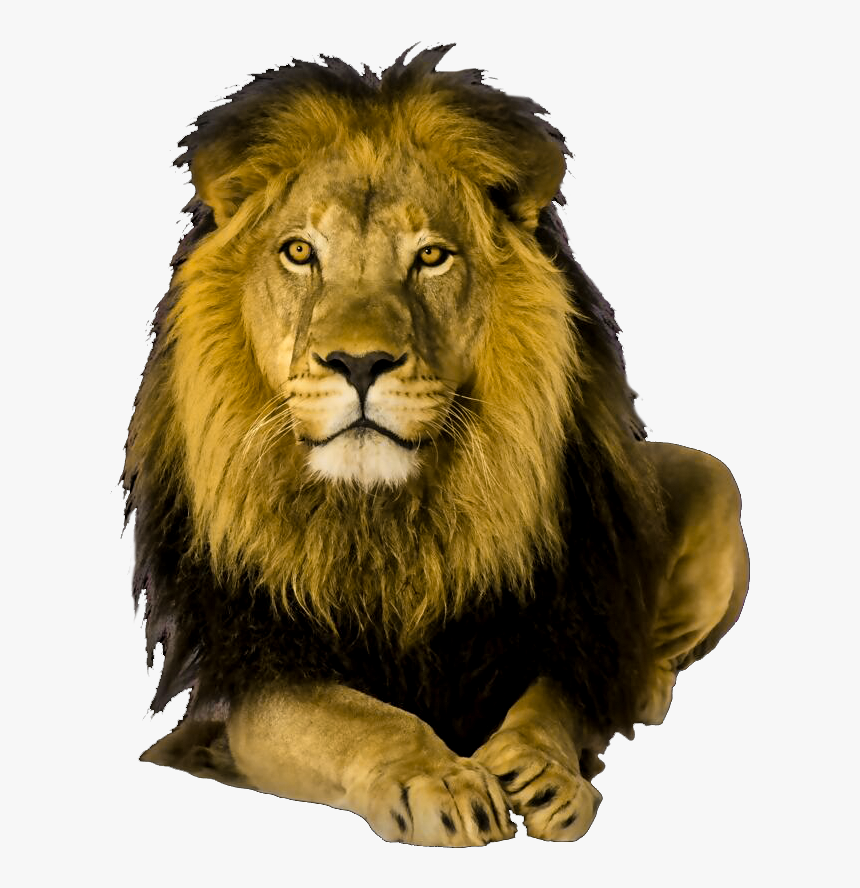 Lion,big Cats,terrestrial Figure,whiskers,art - Netley Abbey, HD Png Download, Free Download