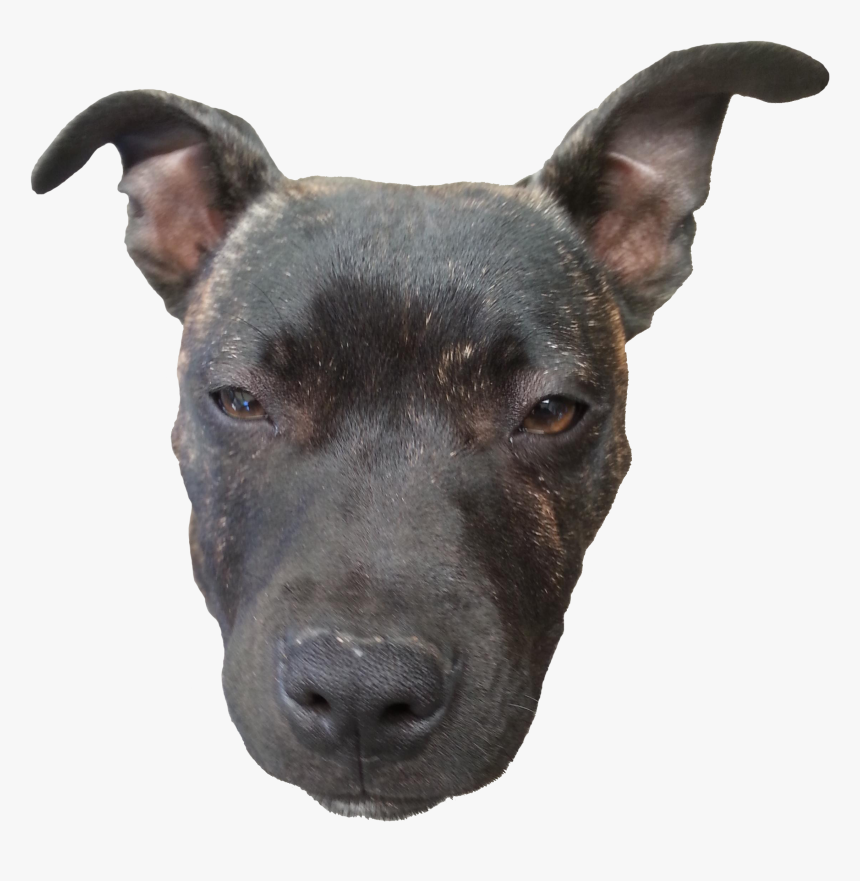 Doge Head Transparent - Dog Head Transparent, HD Png Download, Free Download