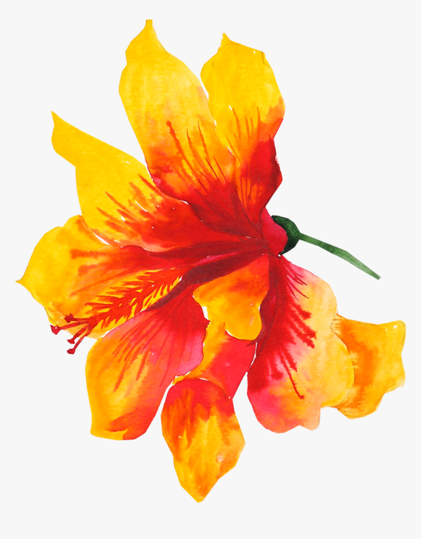 Flower Yellow Watercolor Painting Drawing - Yellow Flower Watercolor Png, Transparent Png, Free Download