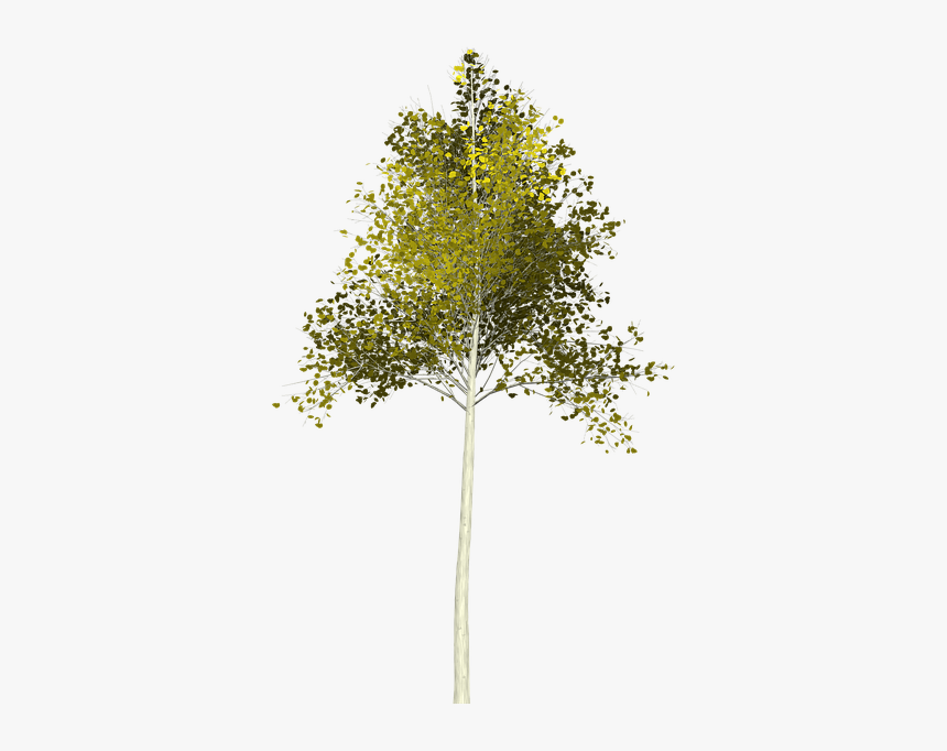 Aspen, Tree, Green, Leaf, Painted Tree, Yellow, Color - Young Tree Png, Transparent Png, Free Download
