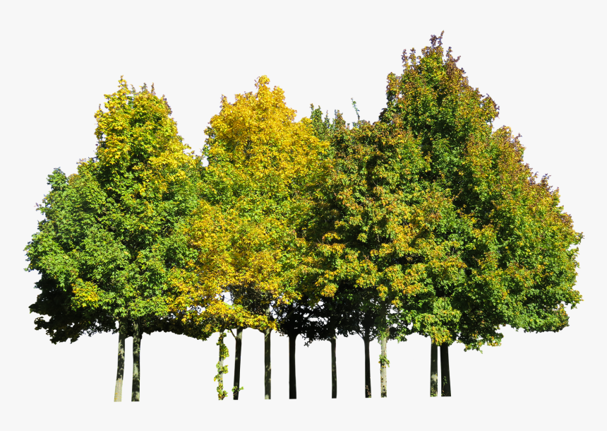Transparent Tree Cutout Png - Beech Tree Png, Png Download, Free Download