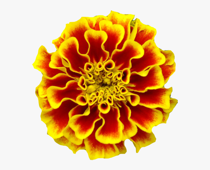 Mexican Marigold Marigolds Tattoo Birth Flower - Marigold Transparent Dia De Los Muertos, HD Png Download, Free Download