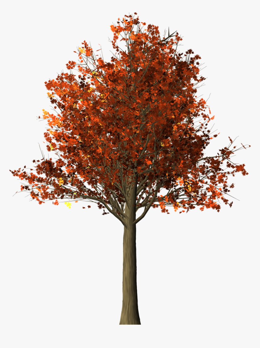 Transparent Autumn Trees Png, Png Download, Free Download