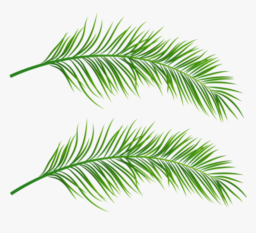 Palm Leaf Png - Palm Leaf Transparent Background, Png Download, Free Download