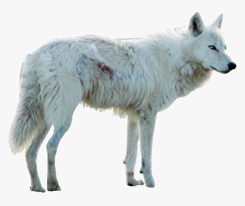Wolf Whitewolf Dog Whitedog Blueeyes Myedit Freetoedit - White Wolf With Blue Eyes Png, Transparent Png, Free Download