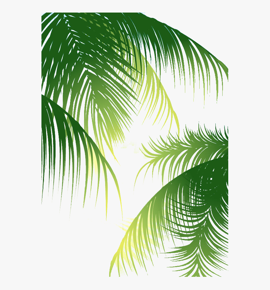 Coconut Arecaceae Euclidean Vector - Coconut Leaves Vector Png, Transparent Png, Free Download