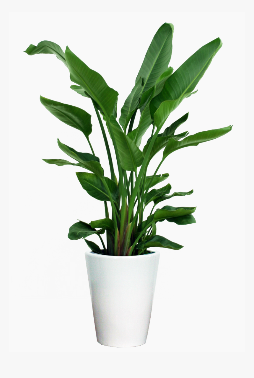 Transparent Potted Plants Png - Indoor Small Plant Png, Png Download, Free Download