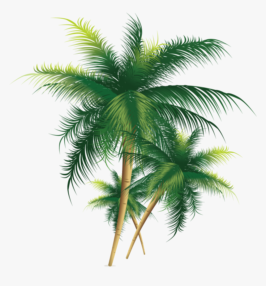 Exquisite Coconut Tree Png Download, Transparent Png, Free Download