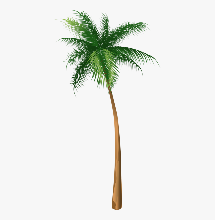 Arecaceae Coconut Tree Illustration Hq Image Free Png - Palm Tree Illustrations Png, Transparent Png, Free Download