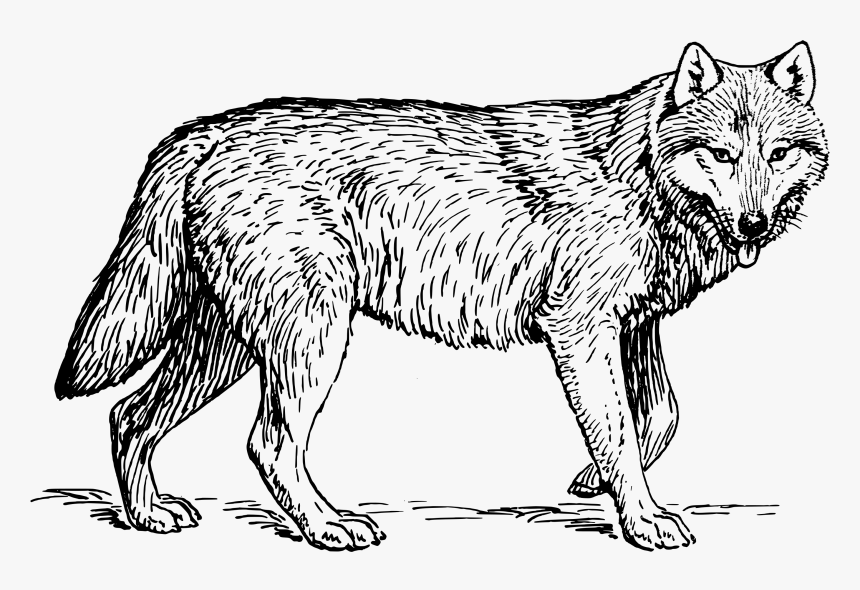 Wolf Black And White Illustration, HD Png Download, Free Download