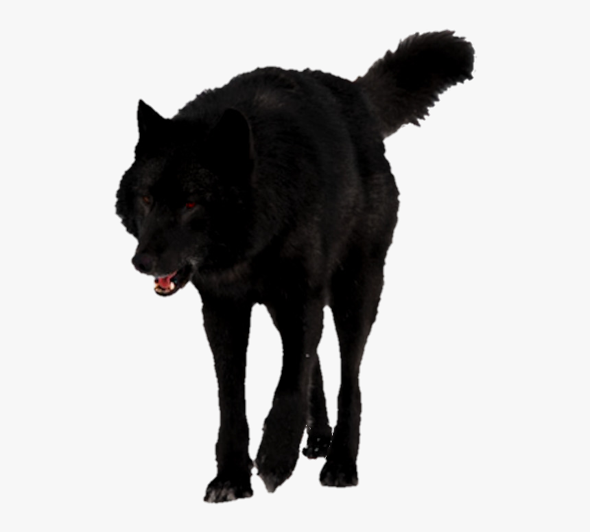 #wolf #black Wolf - Black Wolf In White Background, HD Png Download, Free Download