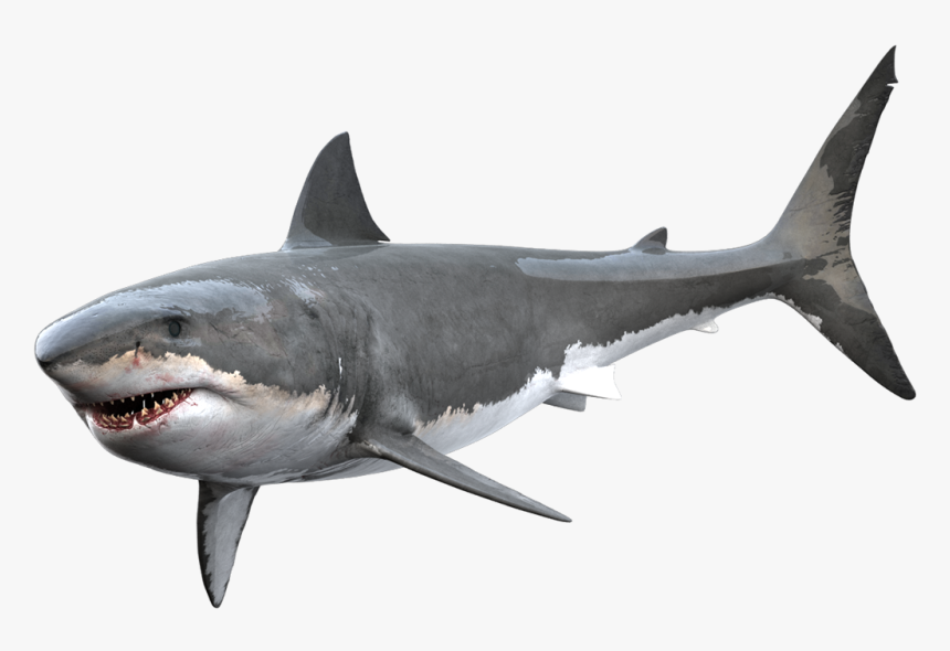 Great White Shark Png, Transparent Png, Free Download